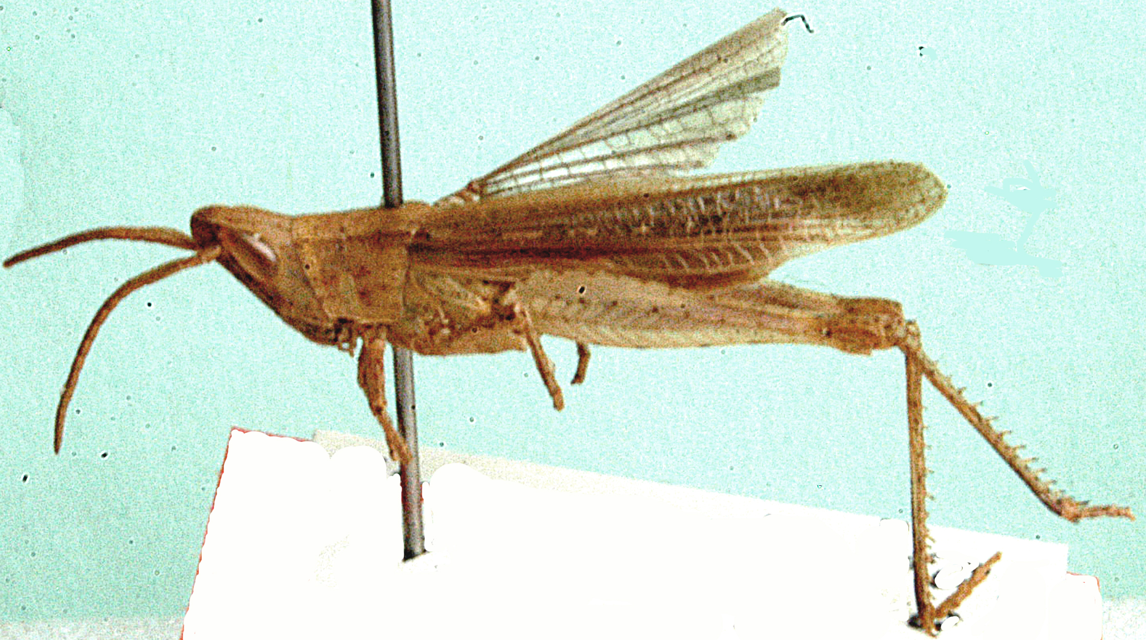 Anablepia botswaniana Johnsen, 1991: lateral view. (Otu).