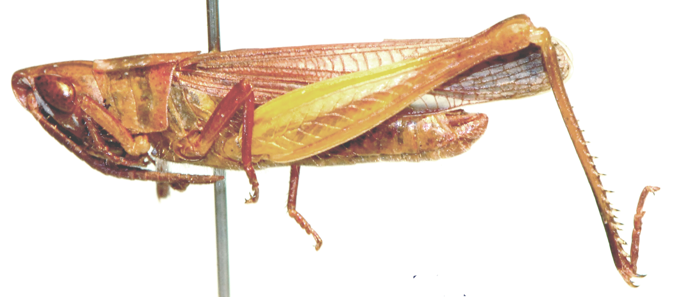 Anablepia dregei (Ramme, 1929): male, lateral view. (Otu).