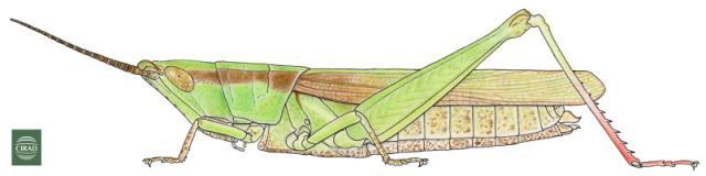 Anablepia granulata (Ramme, 1929): Page 269, Figure 1. female. (Otu).