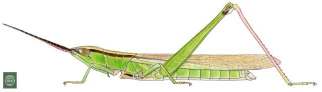 Gelastorhinus africanus Uvarov, 1941: Page 189, Figure 1. Female. (Otu).