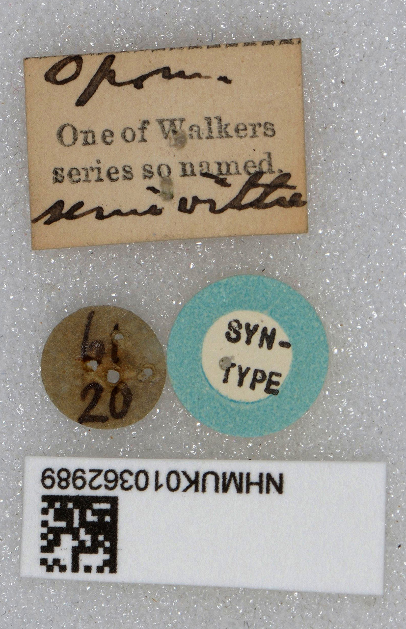 CollectionObject 1578999; 1dfc6c53-de09-4761-90a1-28a73f7ad0a5: labels (syntype?). (CollectionObject).