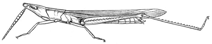 Gelastorhinus tryxaloides Bolívar, 1902: Fig. 34. female habitus (body length 40 mm, pronotum 7 mm, tegmina 33 mm). (Otu).
