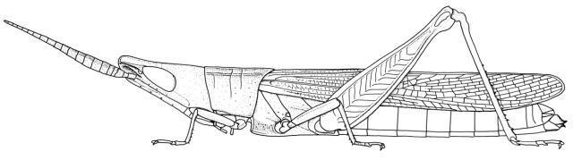 Azarea verticula Jago, 1966: Page 255, Figure 3. female habitus. (Otu).