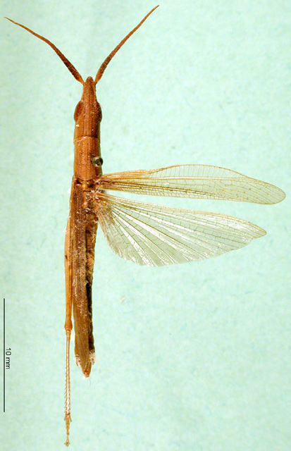 CollectionObject 1501510; 3ab2cd9c-0af1-44e8-a6bb-06727d5a56fd, DORSA BA000360S01: male, dorsal view (holotype). (CollectionObject).