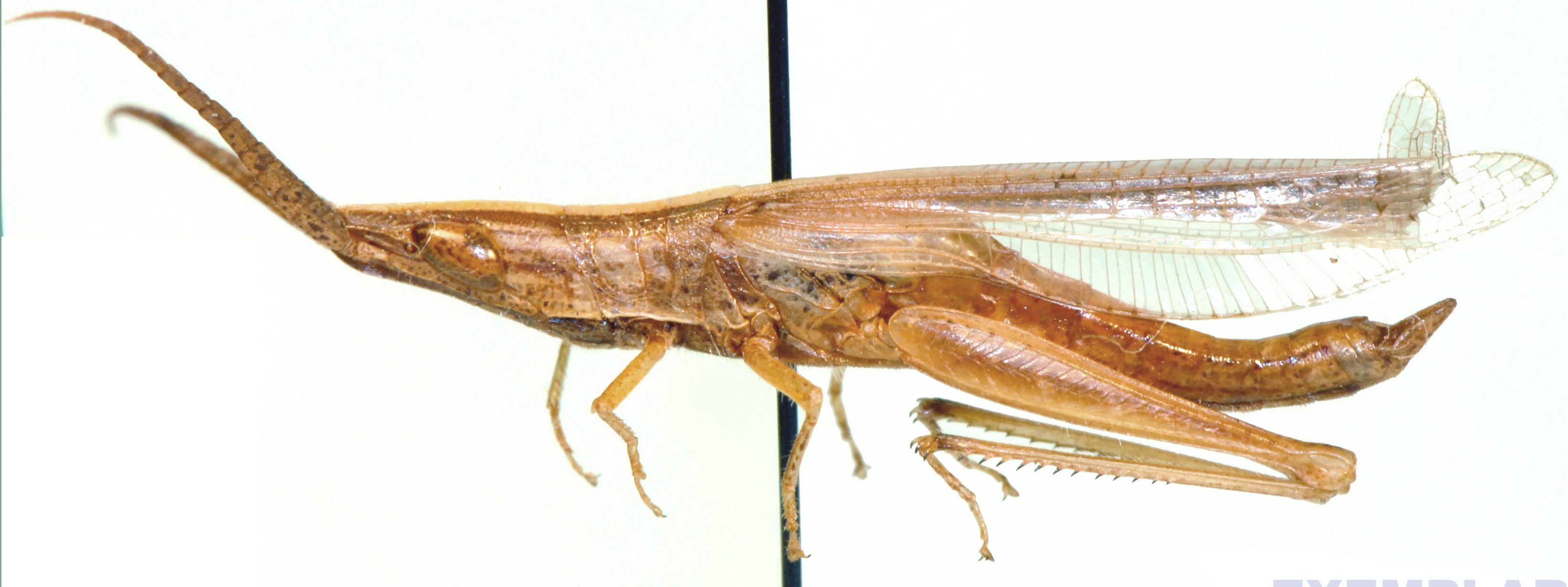 Brachycrotaphus sjostedti Uvarov, 1932: male, lateral view. (Otu).