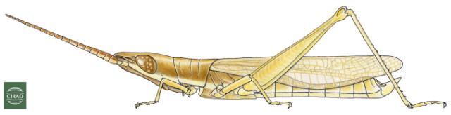 Brachycrotaphus elgonensis Sjöstedt, 1933: Page 261, Figure 2. male. (Otu).