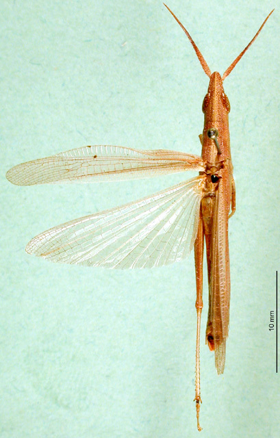 CollectionObject 1502265; 673e7bd7-59cd-42fb-beb5-ee082aae698c: male, dorsal view (paratype). (CollectionObject).