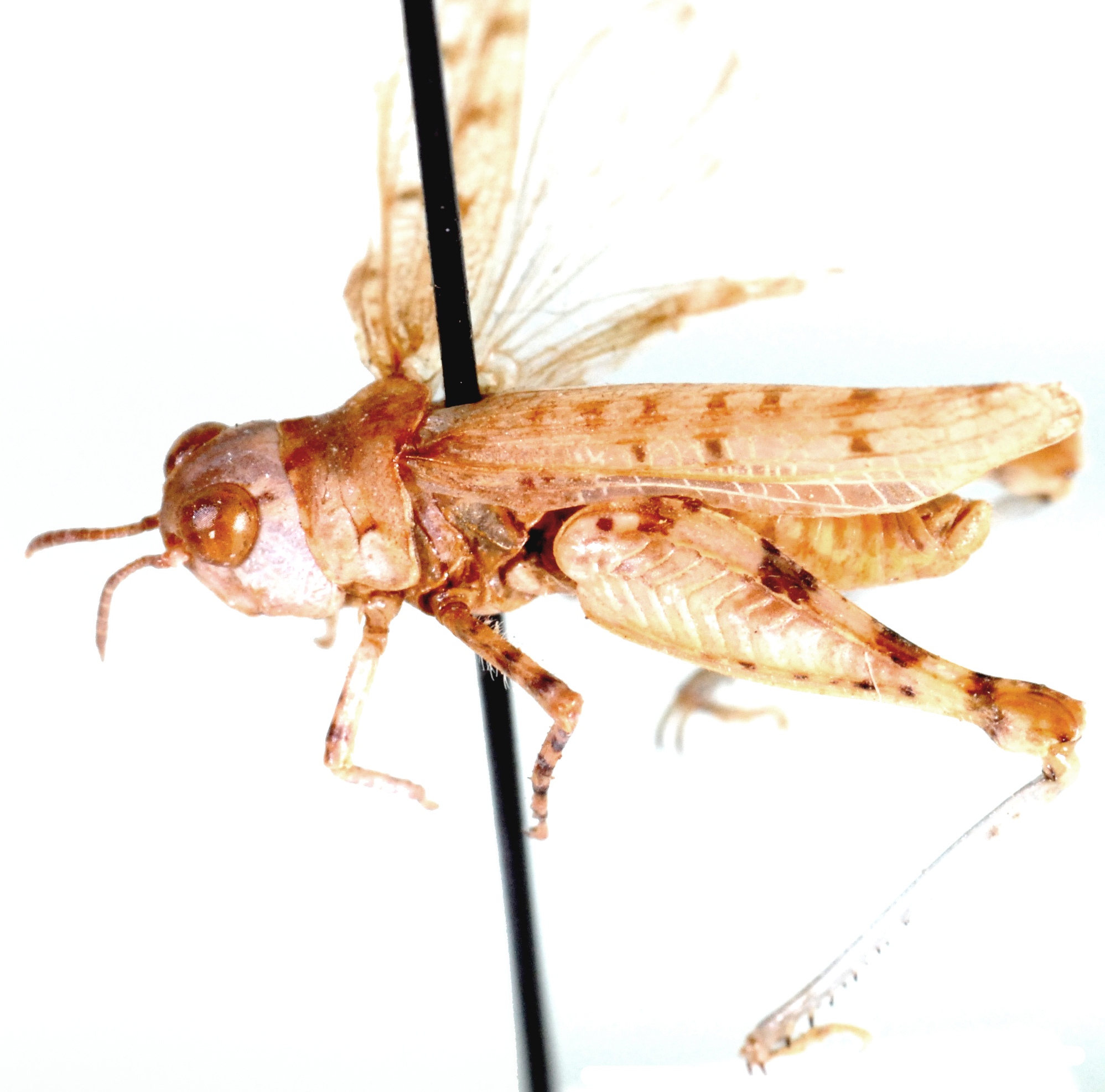 Brainia holmi Johnsen, 1987: male, lateral view. (Otu).