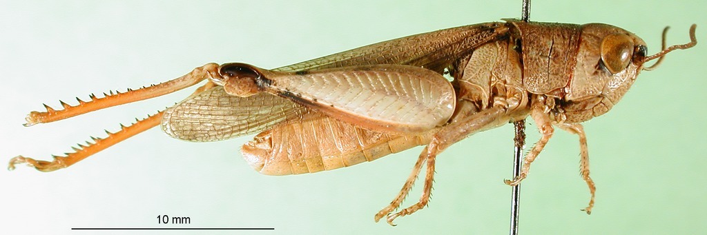 CollectionObject 1581350; c6c1b8b8-2560-4580-92c6-95e58231d455: male, lateral view (paratype). (CollectionObject).