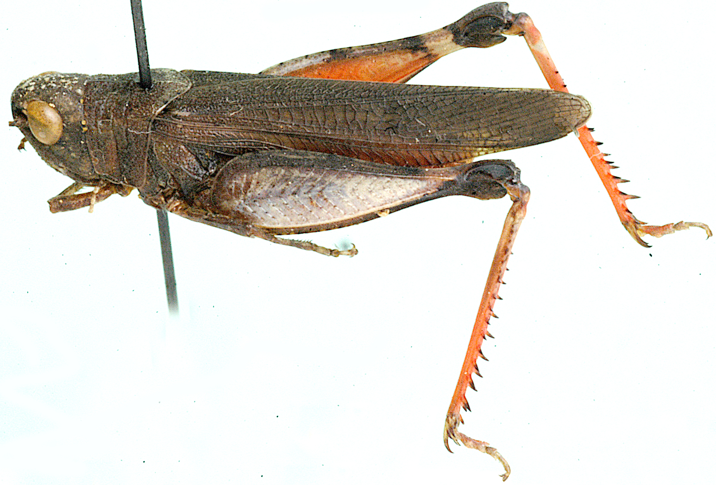 Cophohippus nazarovi Uvarov, 1953: lateral view, long wing form. (Otu).