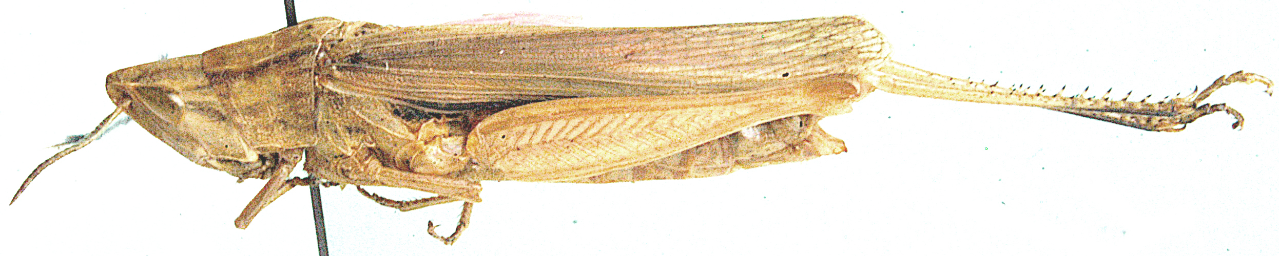 Diablepia viridis Kirby, 1902: female, lateral view. (Otu).