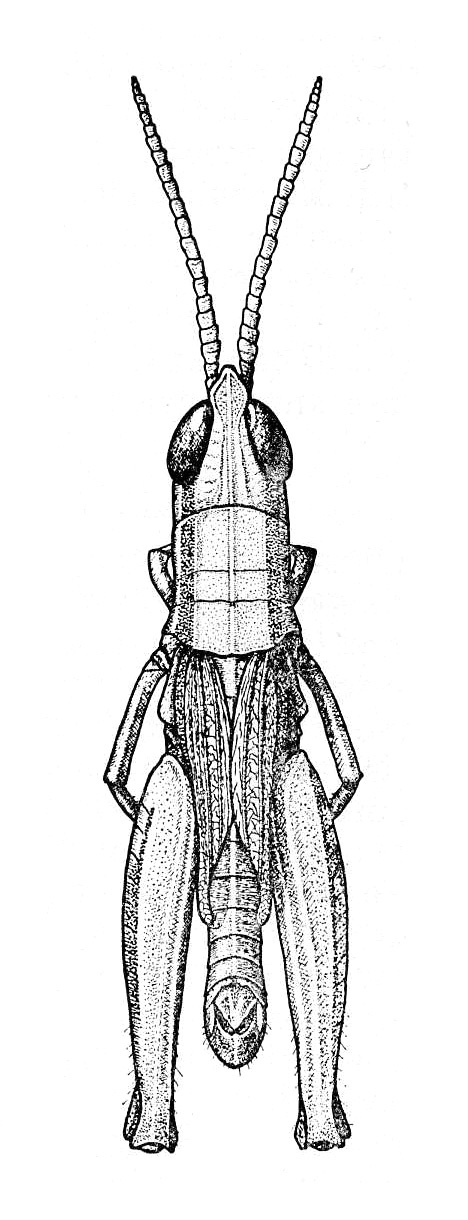 Ermia variabilis Popov, 1957: Fig. 27. male, dorsal view. (Otu).
