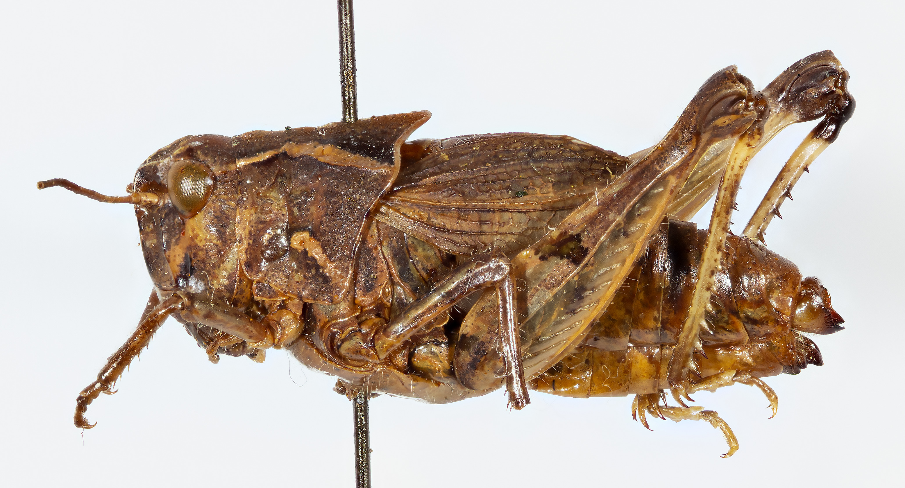 CollectionObject 1527228; 94e927c6-bc7f-4e3d-a1f1-3232246a05c5, CASENT no. 736: female, lateral view (holotype). (CollectionObject).