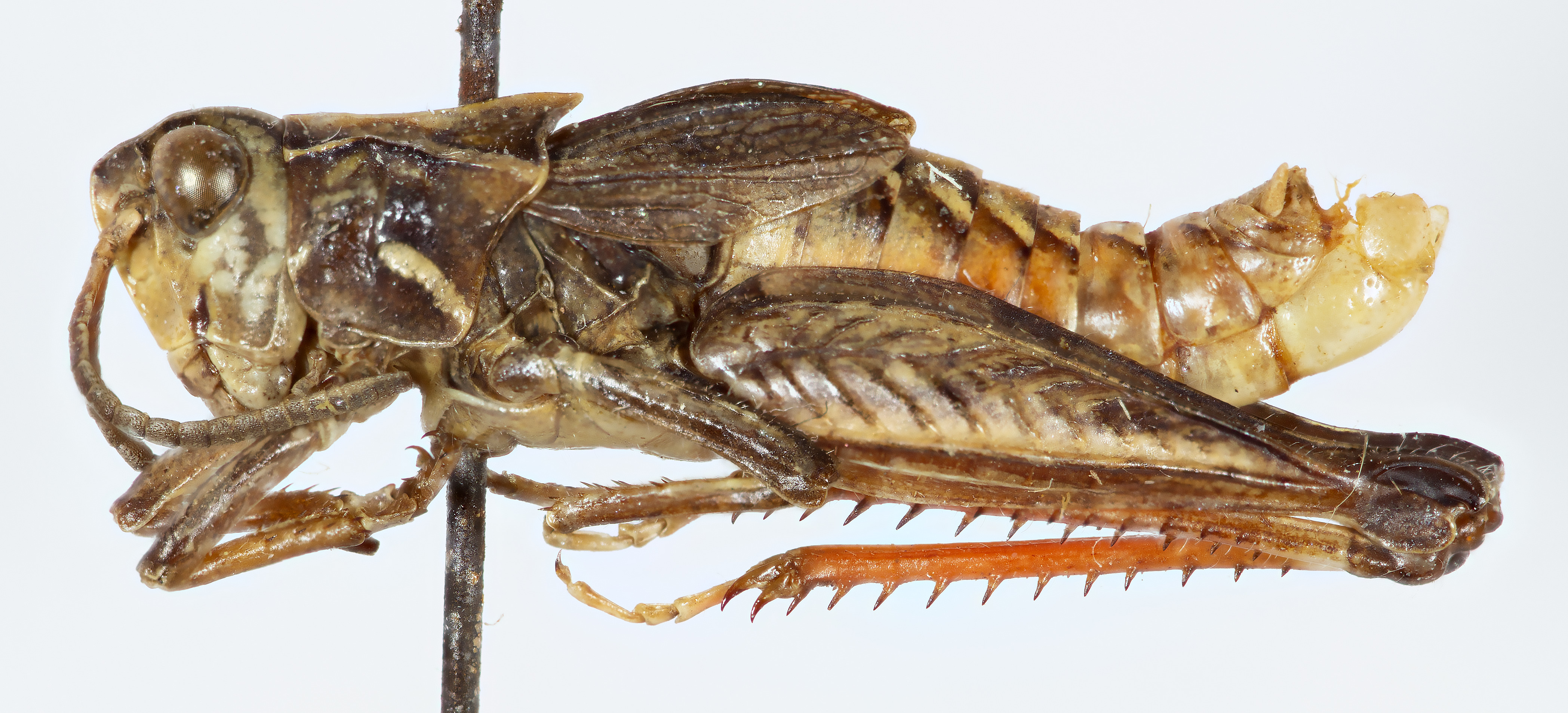 CollectionObject 1527229; 8399bfff-e888-47f9-9ae1-8ca5b06d044c: male, lateral view (holotype). (CollectionObject).
