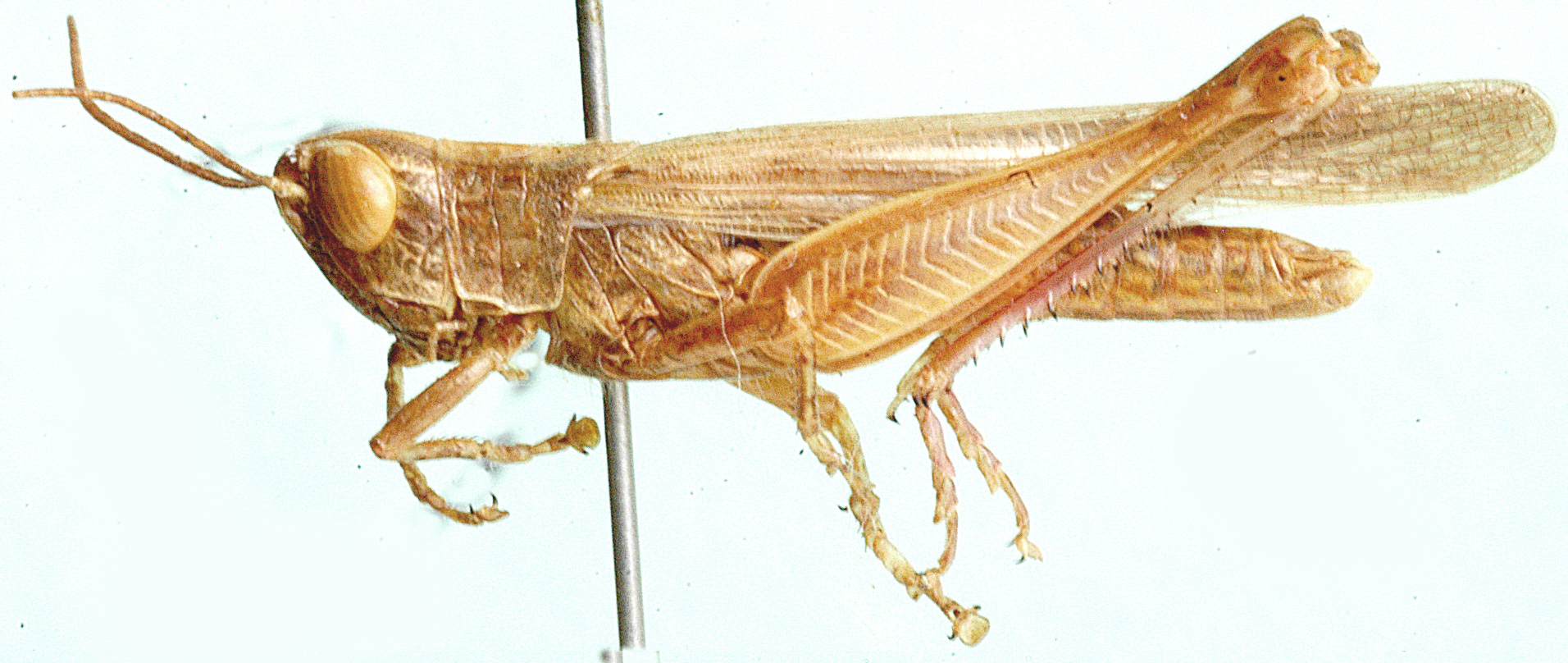 Faureia milanjica (Karsch, 1896): male, lateral view. (Otu).