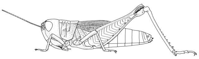 Pseudogmothela foveolata Roy, 1965: Page 275, Figure 1. female habitus. (Otu).