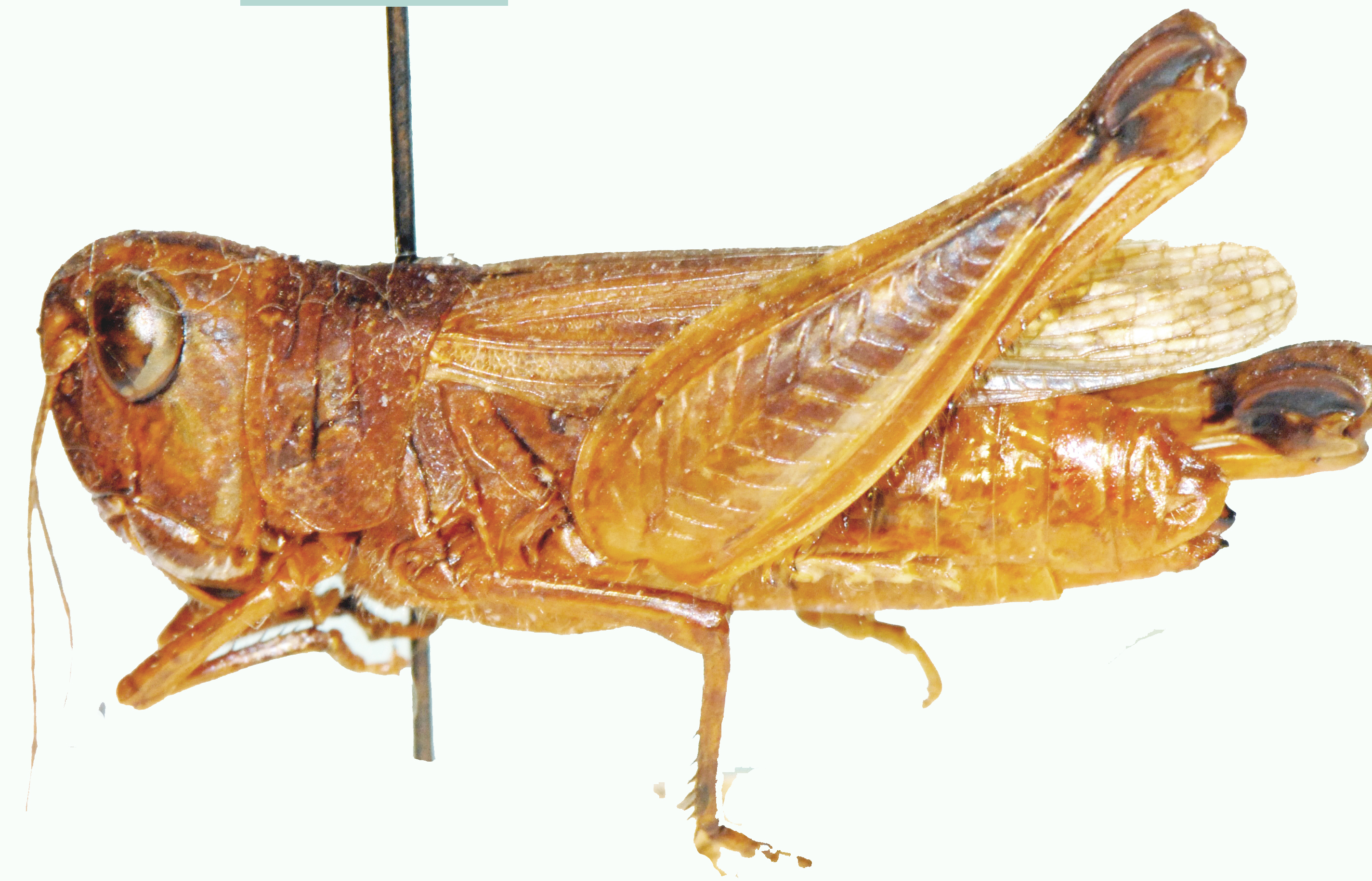 Pseudogmothela media (Uvarov, 1921): female, lateral view. (Otu).