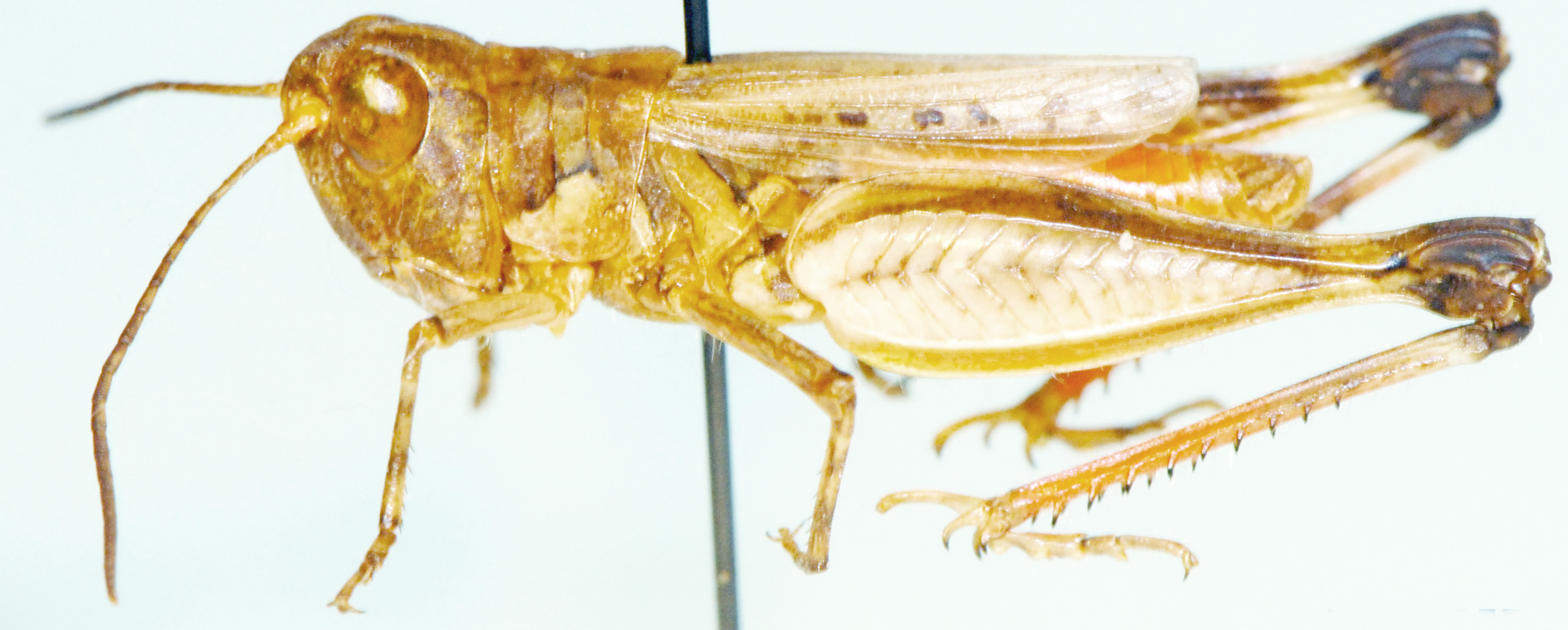 Pseudogmothela pallida (Kirby, 1902): male, lateral view (as Pseudogmothela megalocephala). (Otu).