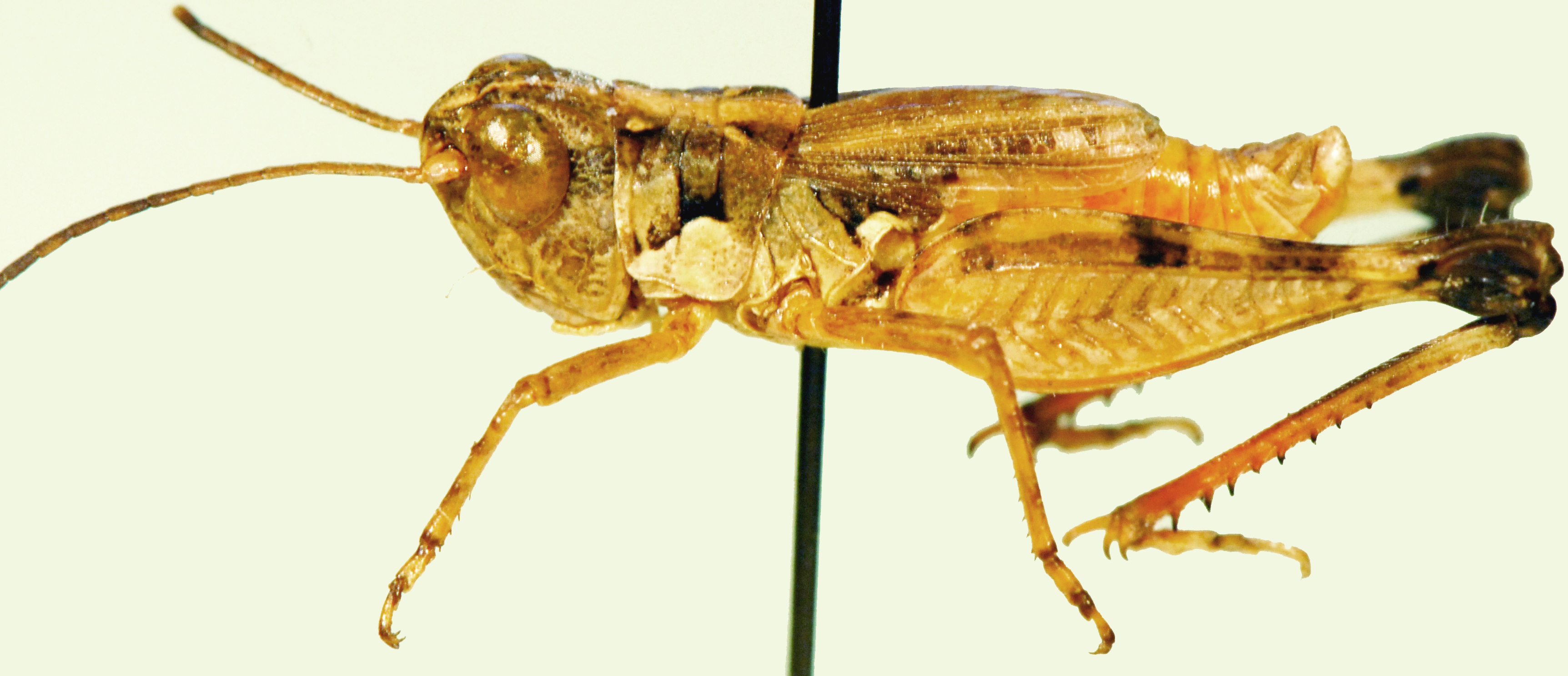Pseudogmothela pedestris Uvarov, 1953: male, lateral view. (Otu).
