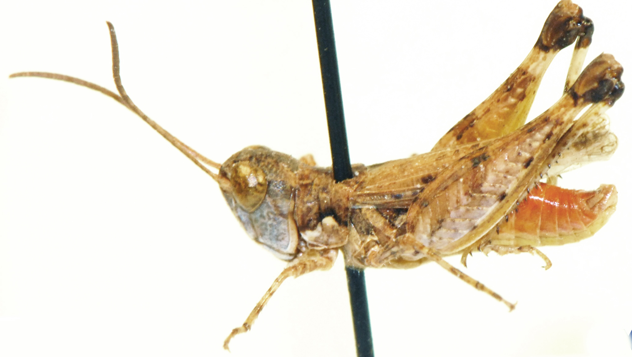 Pseudogmothela stauronota (Uvarov, 1921): male, lateral view. (Otu).