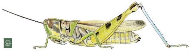 Kraussella amabile (Krauss, 1877): Page 271, Figure 1. female. (Otu).