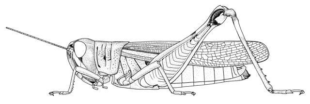 Kraussella coerulipes (Karny, 1917): Page 271, Figure 4. female habitus. (Otu).
