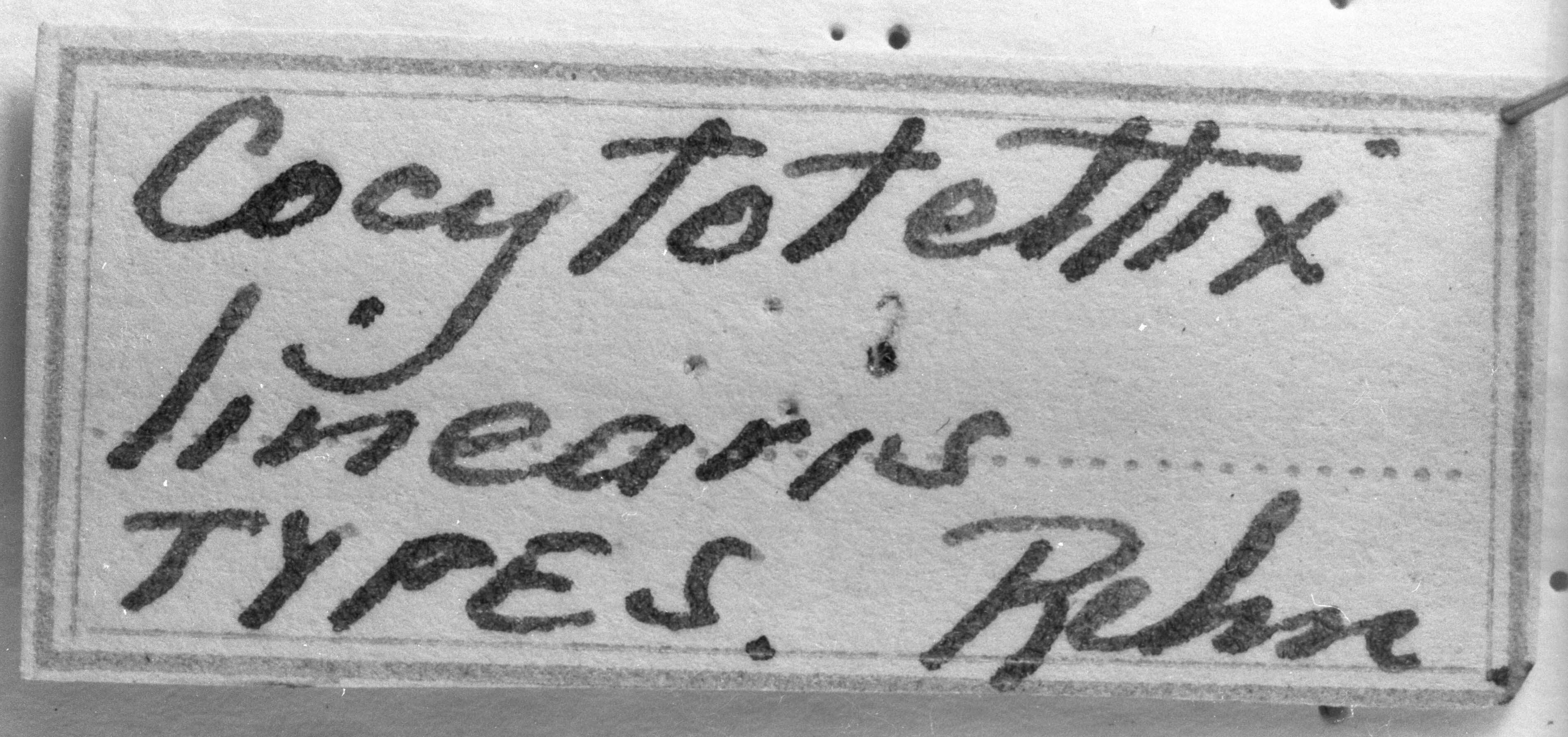 CollectionObject 1533646; fb650034-130c-4685-87e8-44ed6f204013: Image Carbonell, C.S. label (syntype). (CollectionObject).