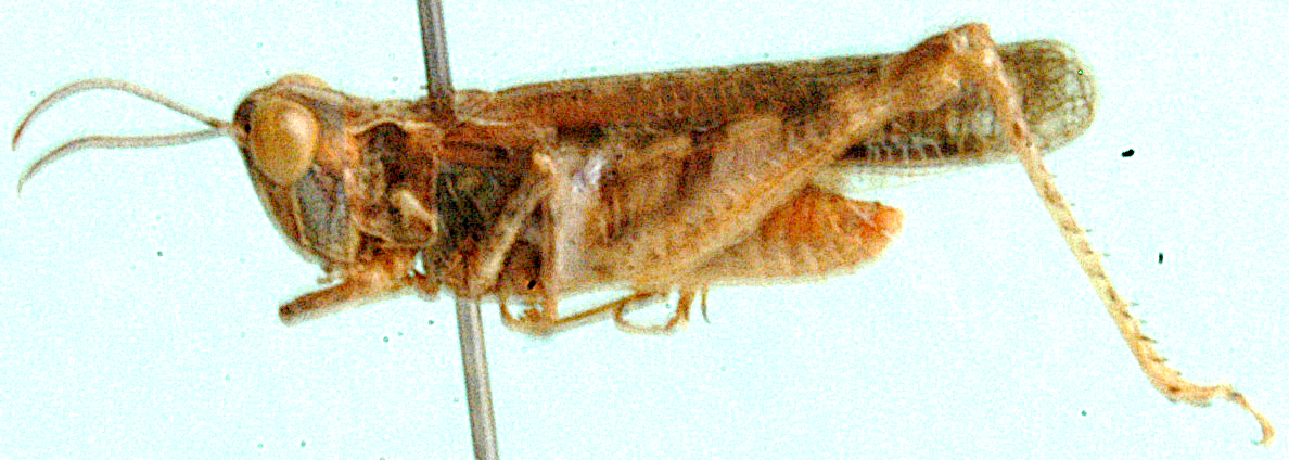 Lounsburyna fumosa Miller, 1932: male, lateral view. (Otu).