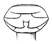 Madurea cephalotes Bolívar, 1902: Fig. 32. female sternal plate. (Otu).