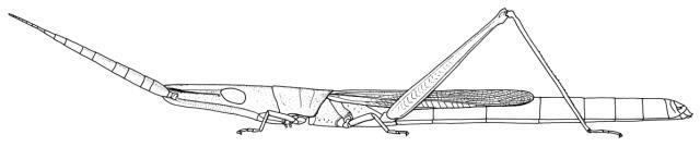 Mesopsis abbreviatus (Palisot de Beauvois, 1805): Page 253, Figure 1. female habitus. (Otu).