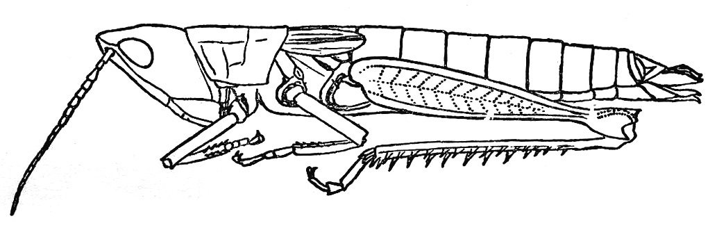 Mongolotettix japonicus (Bolívar, 1898): Fig. 2. female, lateral view. (Otu).