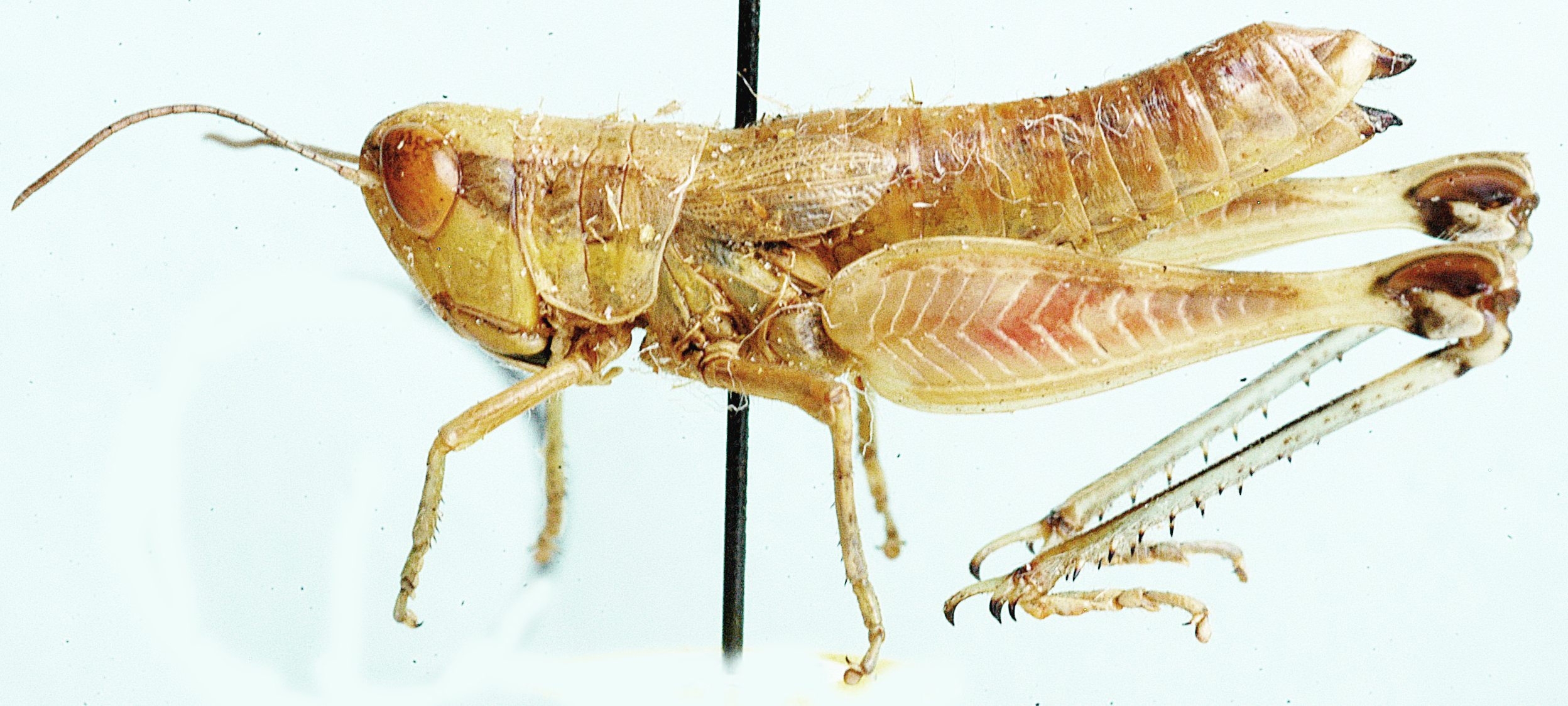 Ovambohippus anderssoni Brown, 1972: female, lateral view. (Otu).