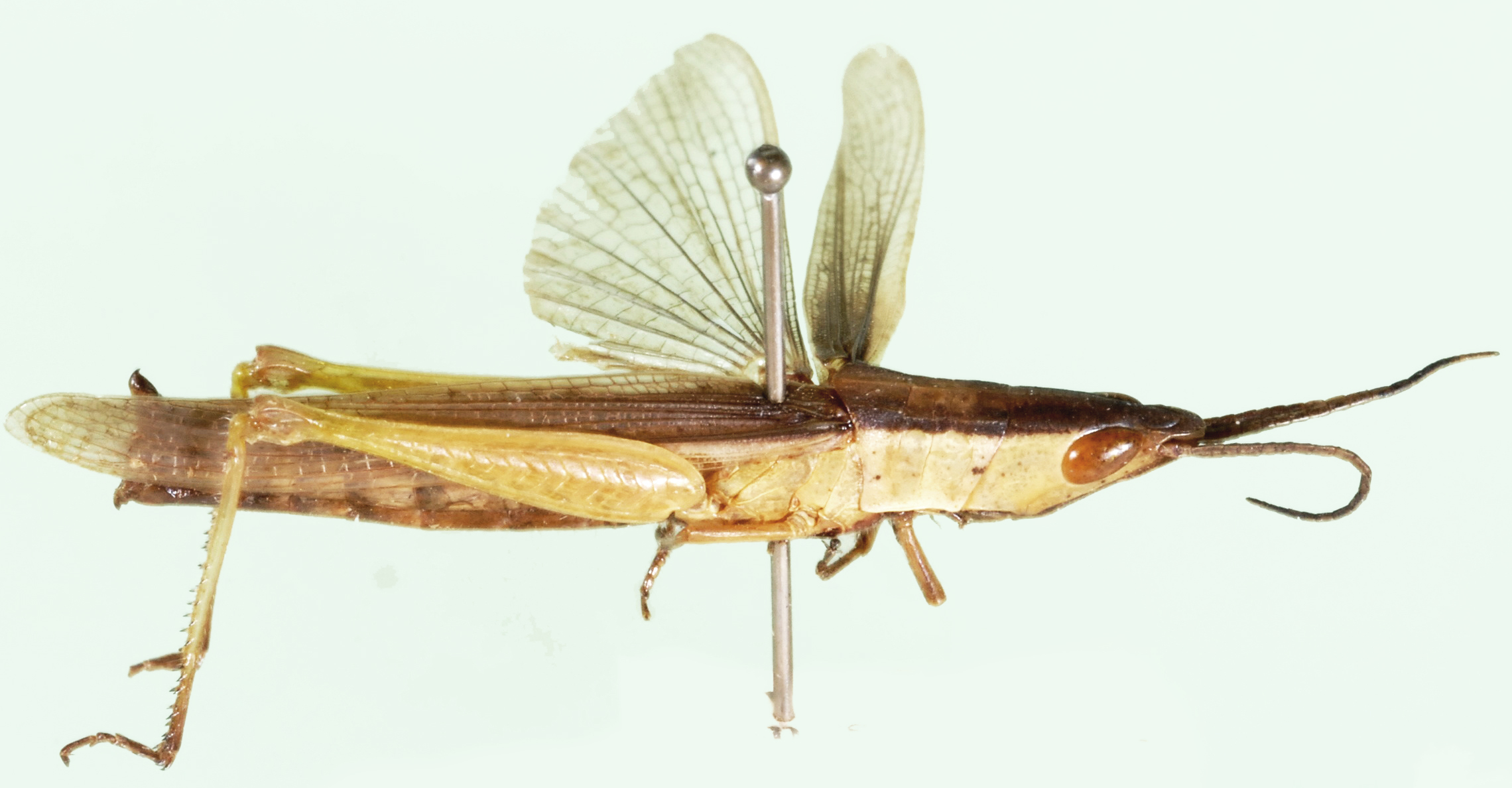 Paragonista infumata Willemse, 1932: female, lateral view. (Otu).