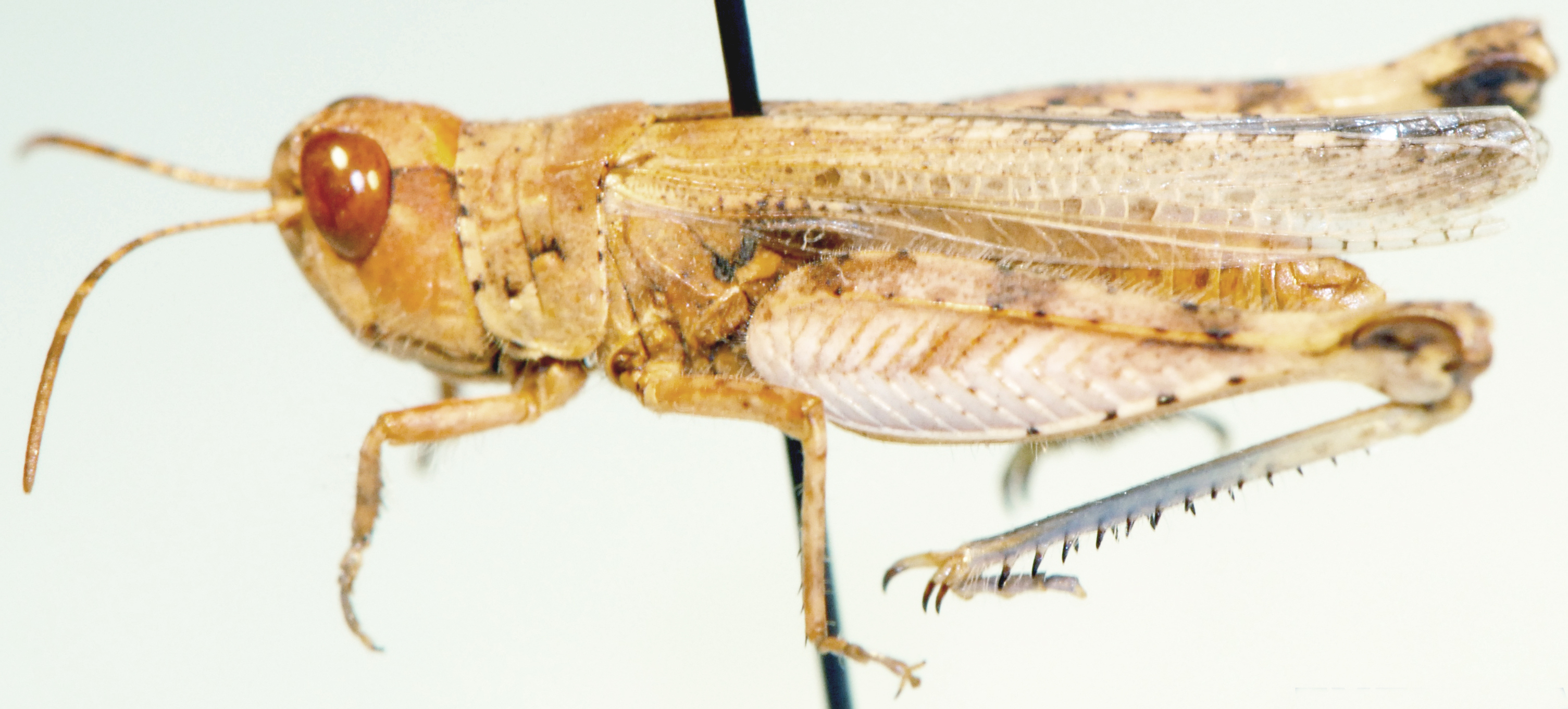 Paragymnobothrus gracilis Uvarov, 1953: male, lateral view. (Otu).