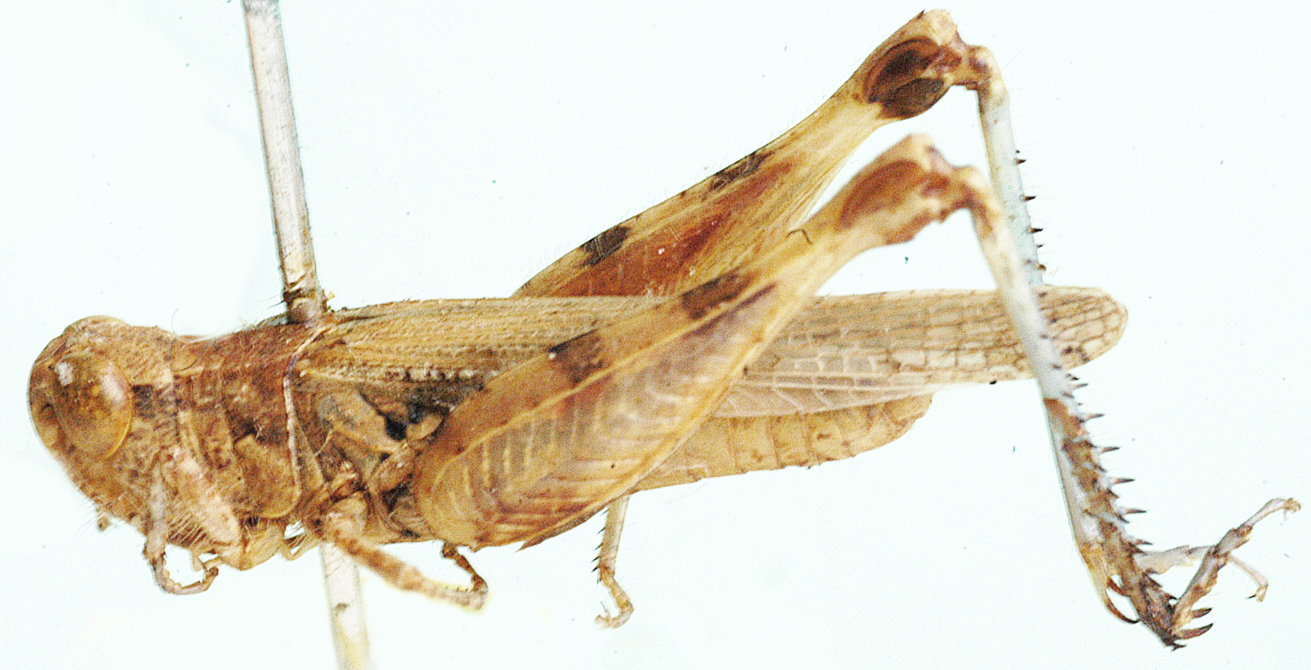 Paragymnobothrus rectus Karny, 1910: male, lateral view. (Otu).