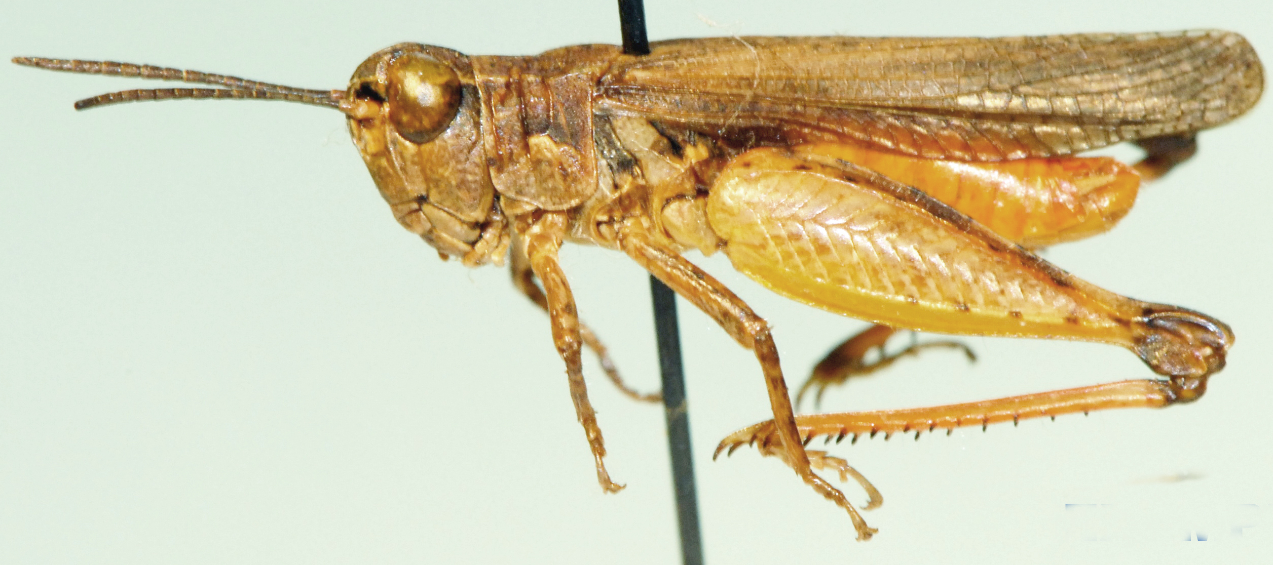 Paragymnobothrus rufipes (Uvarov, 1925): male, lateral view. (Otu).