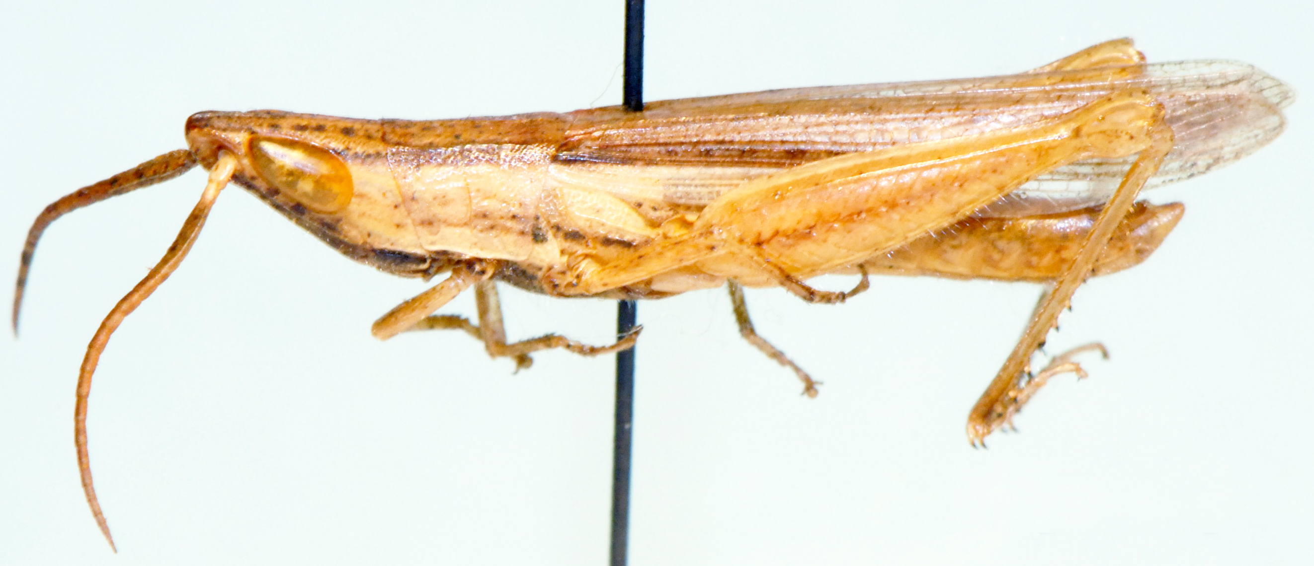 Platypternodes brevipes (Stål, 1876): male, lateral view. (Otu).