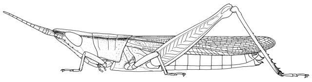Platypternodes savannae Uvarov, 1926: Page 257, Figure 1. Female. (Otu).