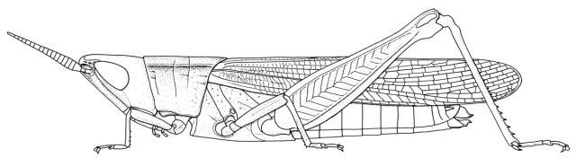 Platypternodes voltaensis Sjöstedt, 1931: Page 257, Figure 4. Female. (Otu).