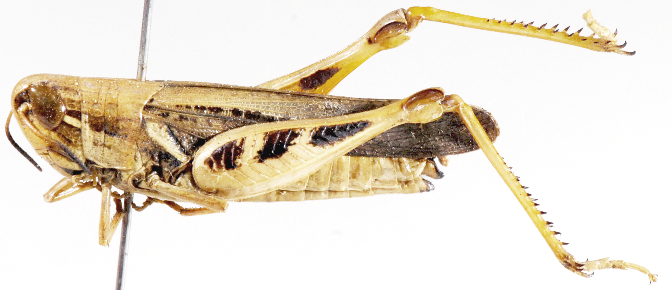 Pnorisa fasciatipes Bolívar, 1912: female, lateral view. (Otu).