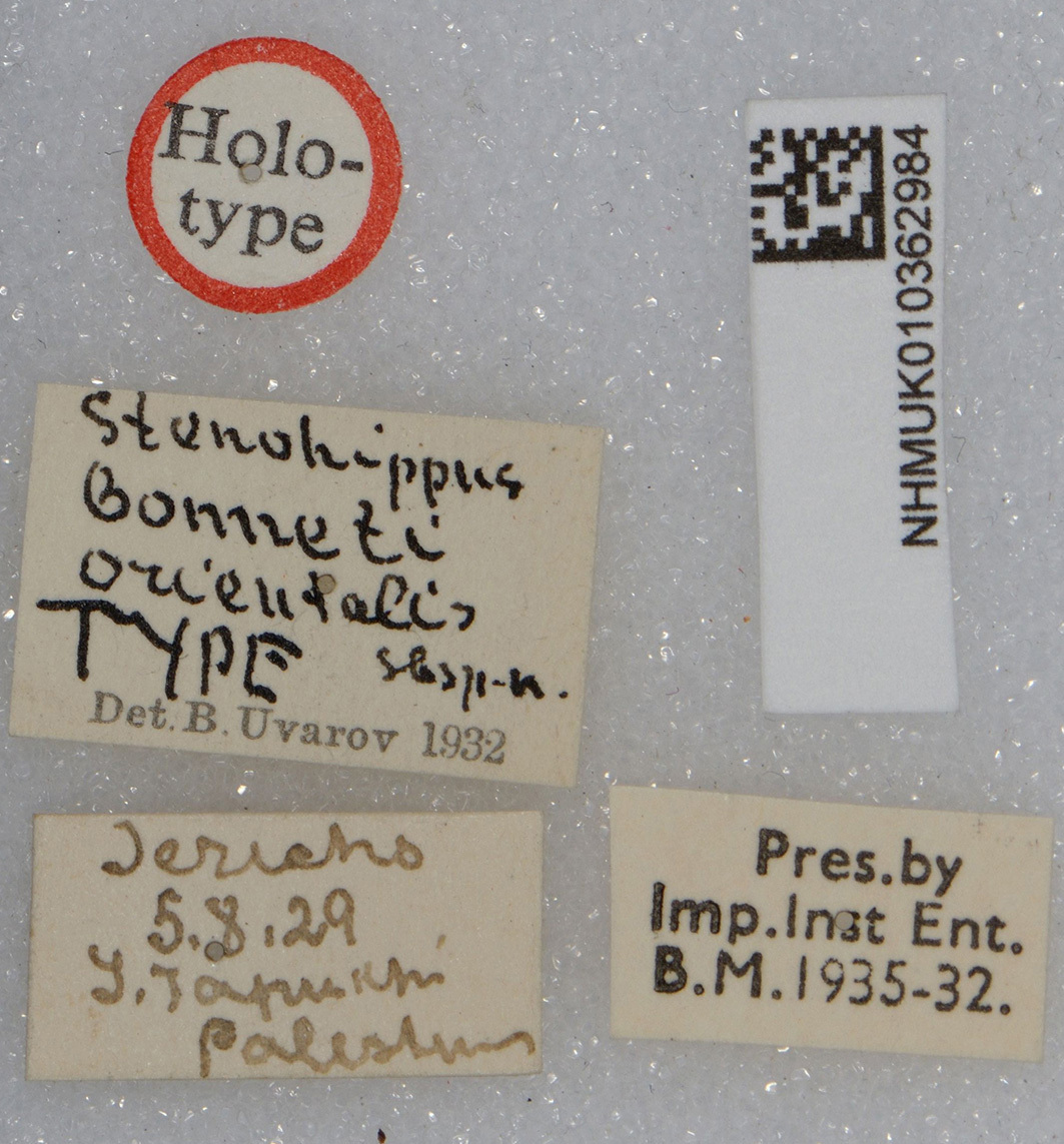 CollectionObject 1519833; f12caeff-bacd-4fd4-b454-28c70fdb4e08: labels (holotype). (CollectionObject).