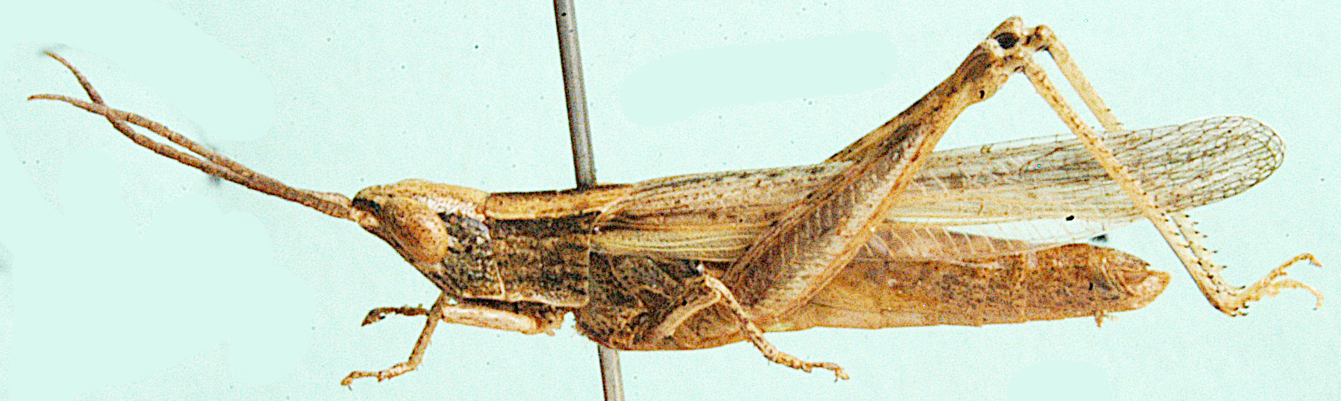 Thyridota curtifrons Johnsen, 1991: male, lateral view. (Otu).