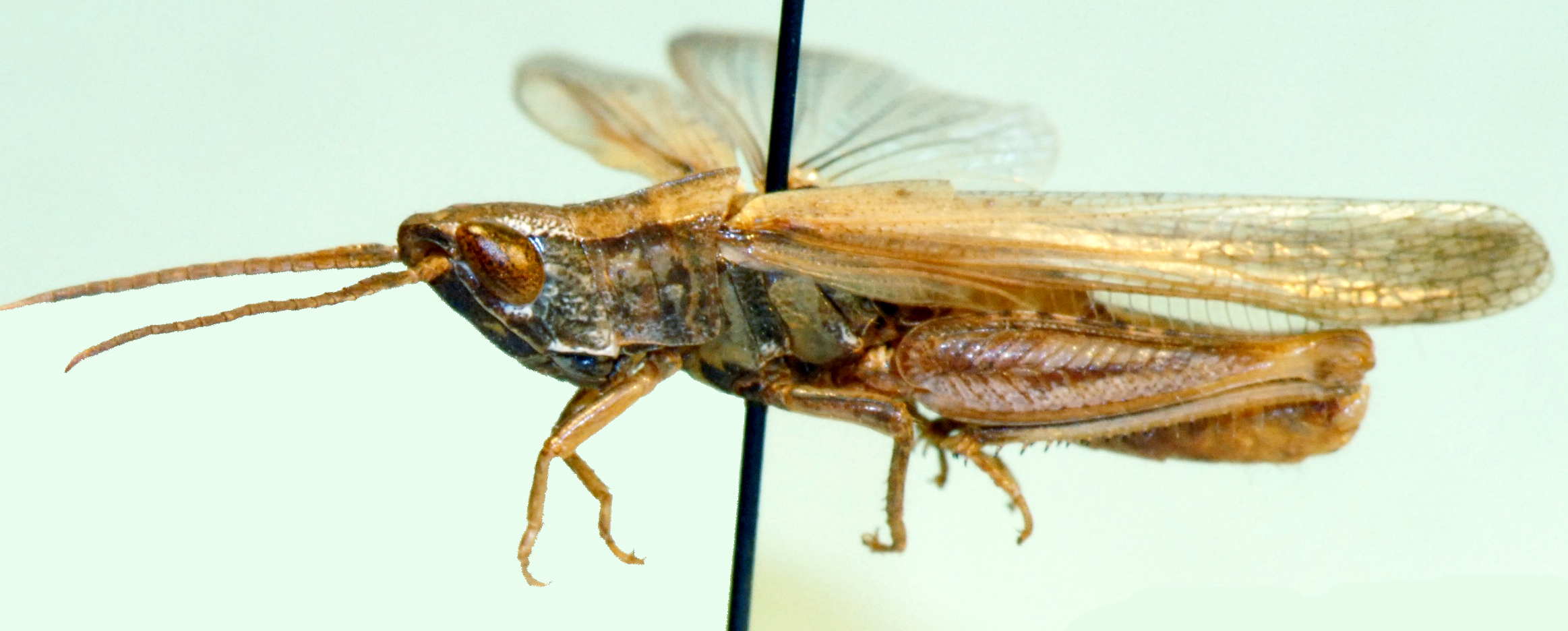 Thyridota dispar Uvarov, 1925: male, lateral view. (Otu).