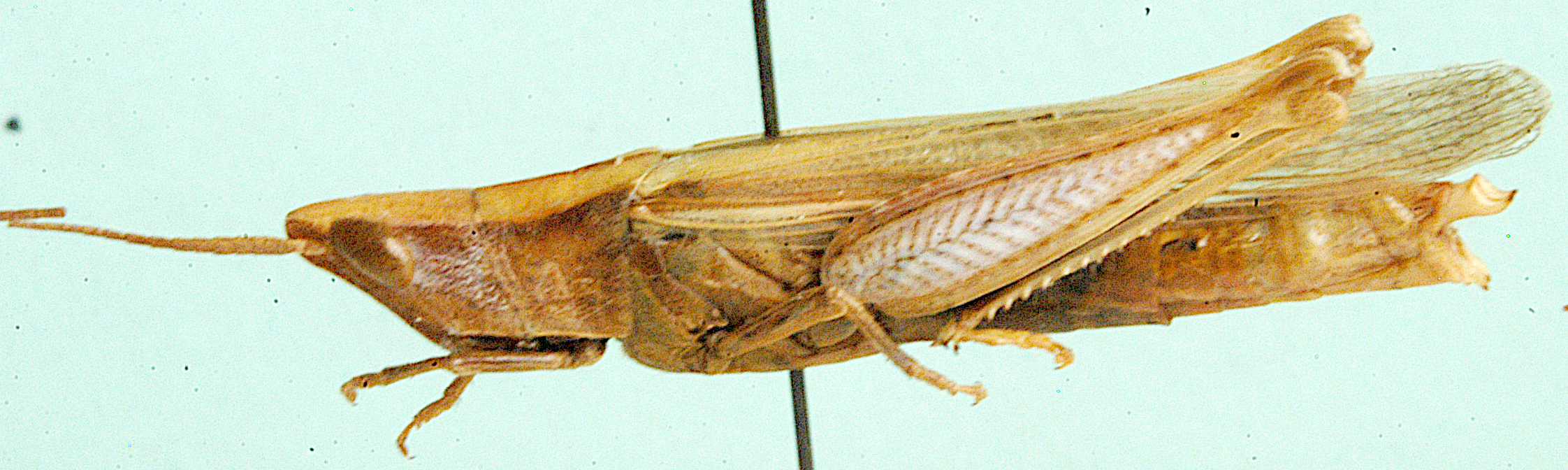 Thyridota grandis Johnsen, 1991: female, lateral view. (Otu).