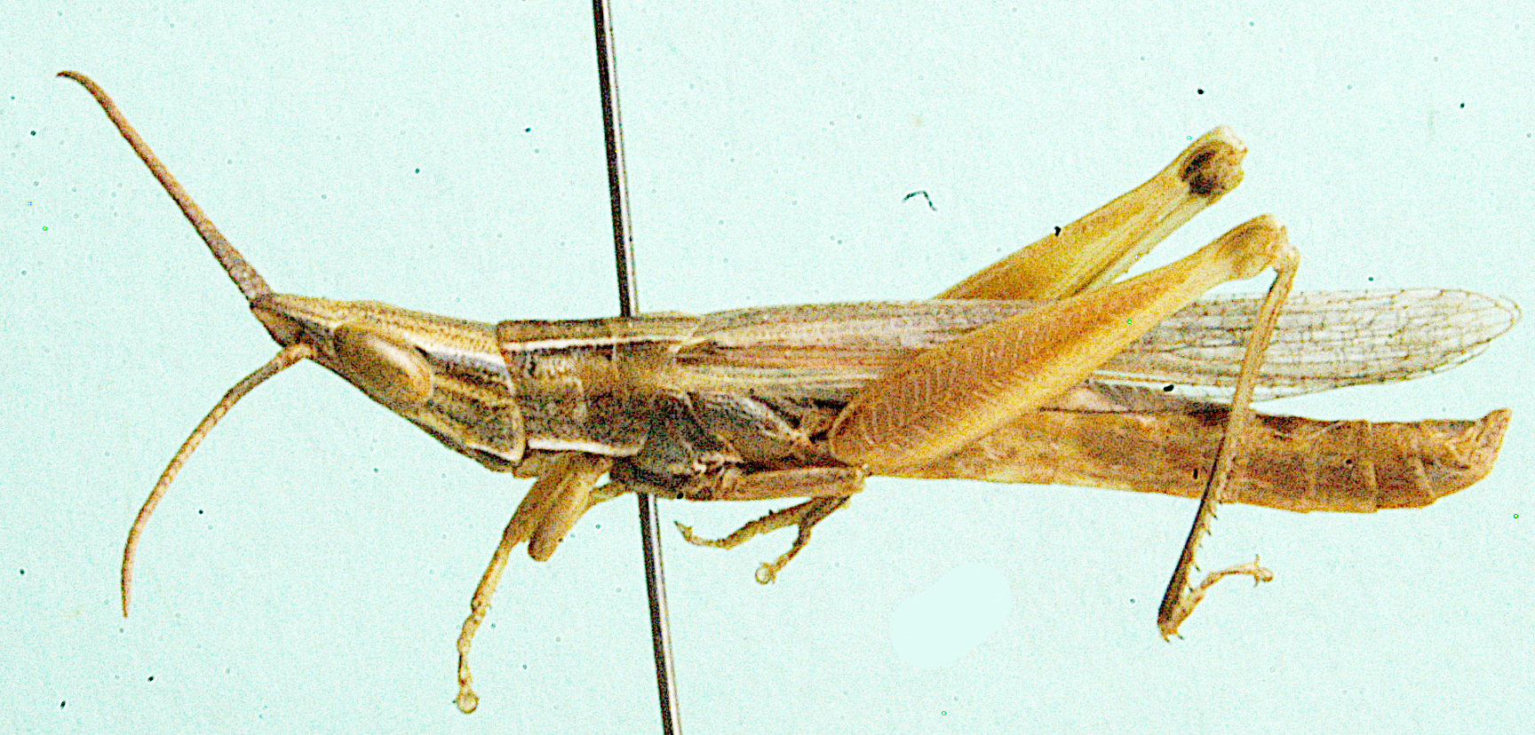 Thyridota nasuta Johnsen, 1991: male, lateral view. (Otu).