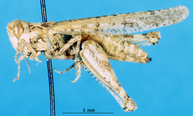 CollectionObject 1537603; 9a2656b8-be28-4c8e-b270-a00b49f44851: female, lateral view (paratype). (CollectionObject).