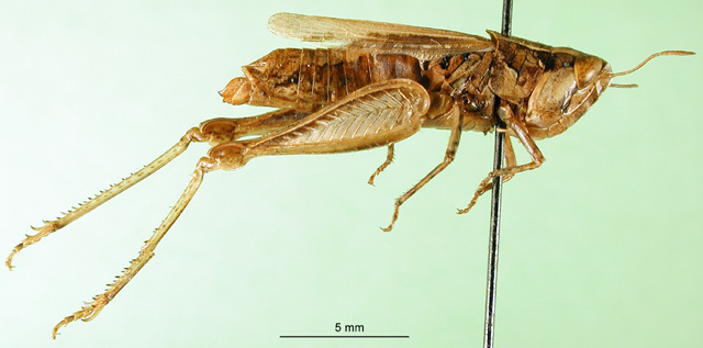 CollectionObject 1502237; 70e69621-27e4-4ed9-93ce-e57729dc3a67: female, lateral view (paratype). (CollectionObject).