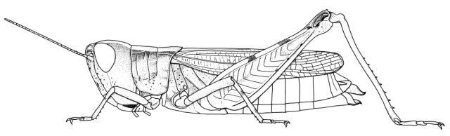 Leva soudanica Descamps, 1965: Page 275, Figure 4. female habitus. (Otu).