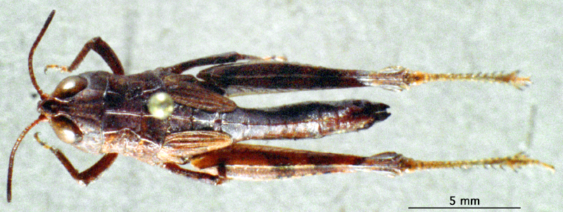 CollectionObject 1505384; fe810059-a1a4-4c92-ac3c-fa8804f63304: female habitus dorsal view (holotype). (CollectionObject).