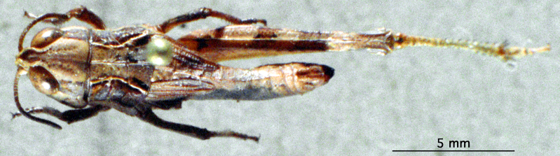 Leva obtusa Ingrisch, 1999: female habitus dorsal view (paratype). (Otu).